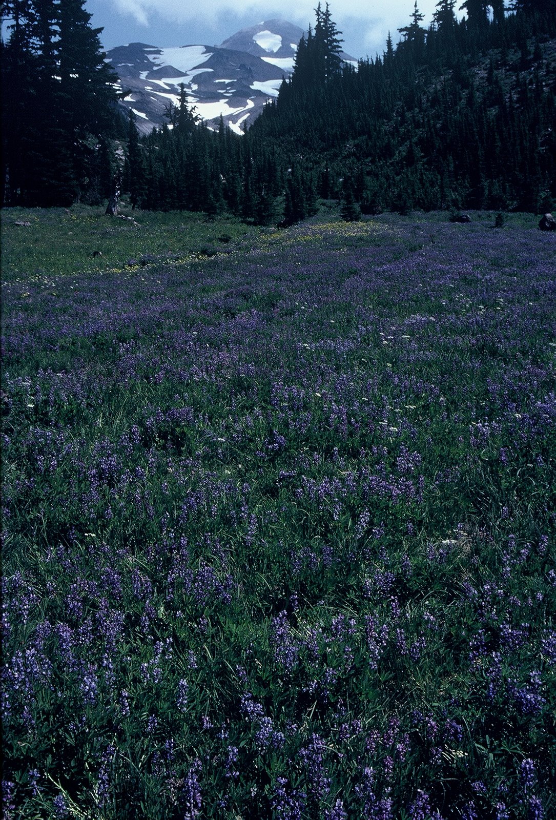 [meadow.jpg]