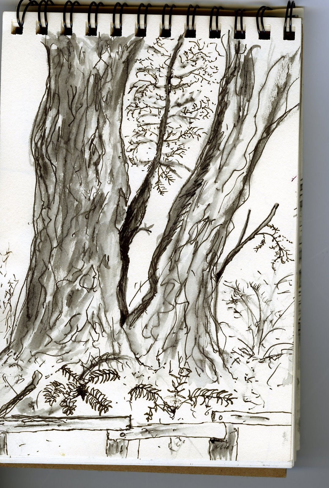 [redwood+picture.jpg]