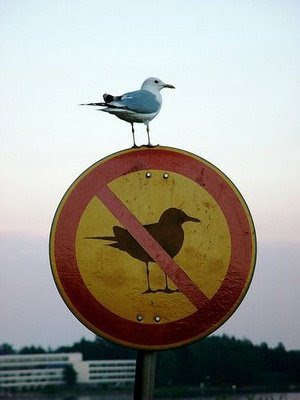 bird+breaking+the+rules