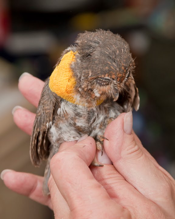 Tiny Elf Owl