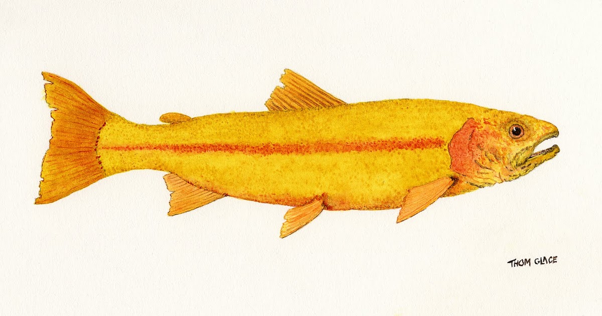 Thom Glace Watercolor Artist 'Study of a Golden Rainbow Trout
