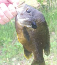 [Bluegill+Keeper+Closeup.jpg]