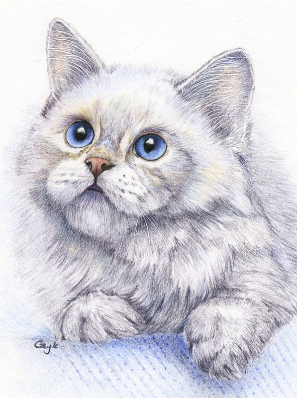 Fur In The Paint Print Of The Week Long Haired White Cat