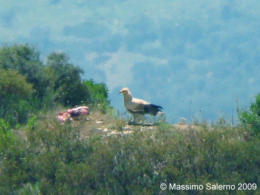 [capovaccaio+su+carnaio+MS.jpg]