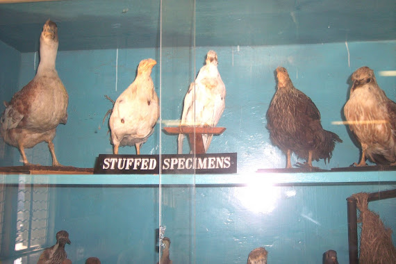 Birds -stuffed