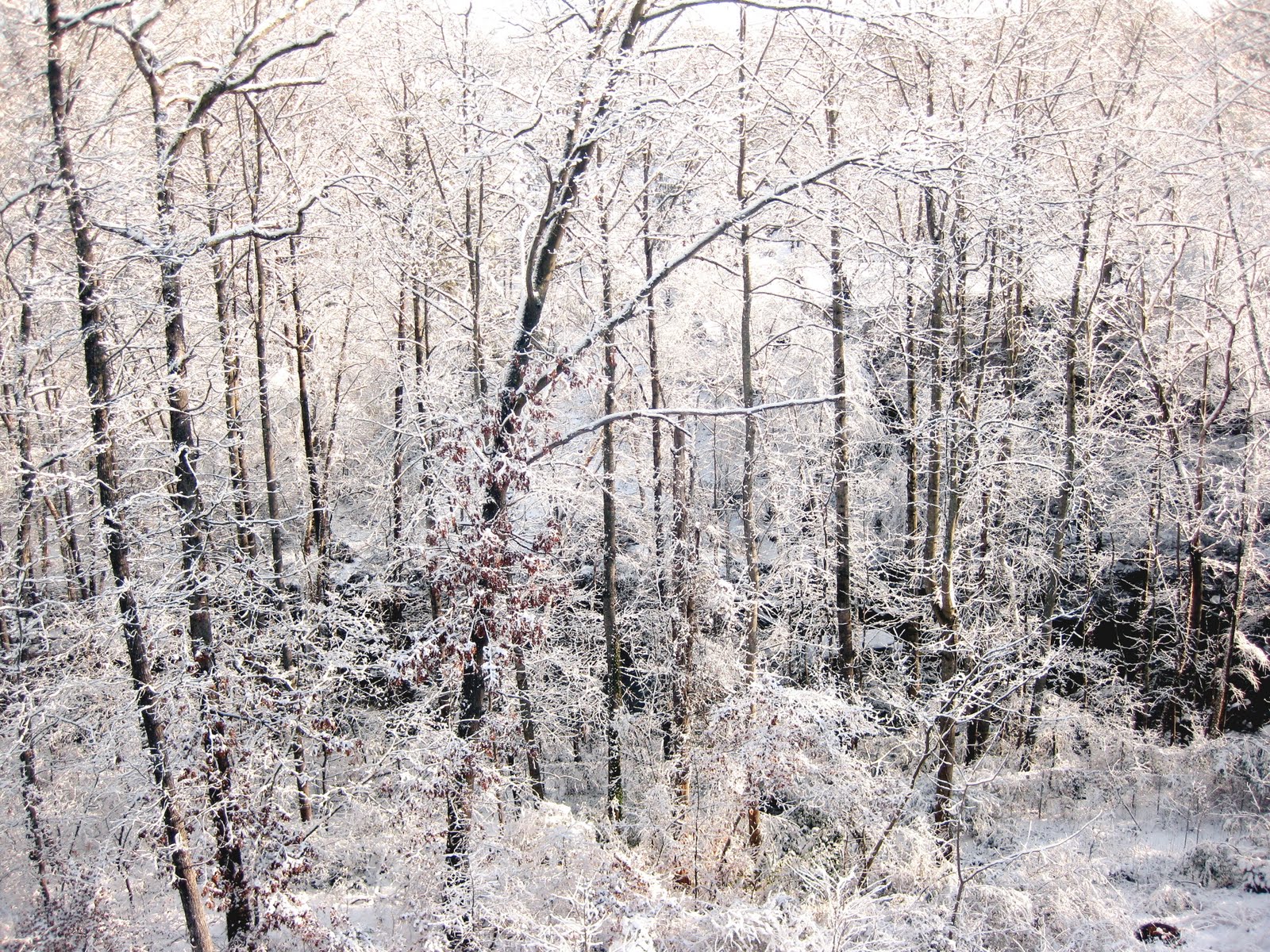 [IMG_2458.JPG]