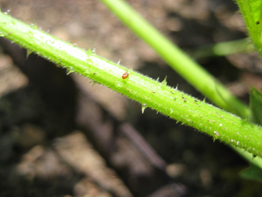 A Shower Fresh Garden Squash Vine Borer Eggs