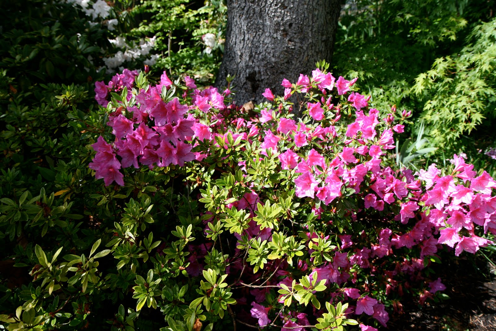 49 Best Rhododendron Azalea Images Plants Garden Shrubs