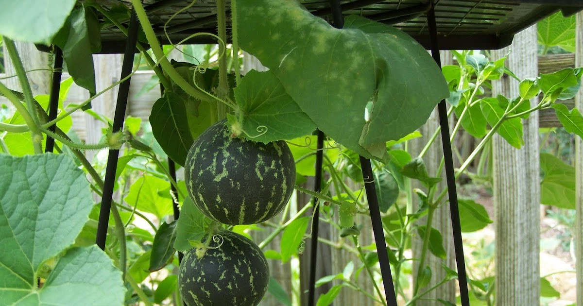 HOW TO GROW MELONS IN A GREENHOUSE The Garden of Eaden