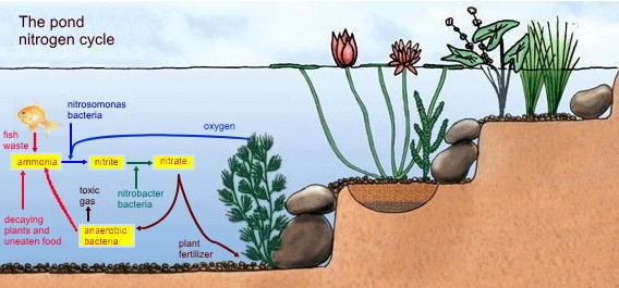 nitrite cycle