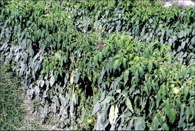 Mold On Tomatoes