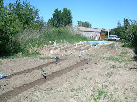 el campo es bueno para la salud