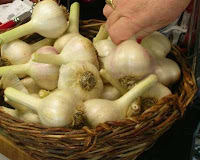 Fist-size heads of garlic from the garden of One Who Knows Her Garlic