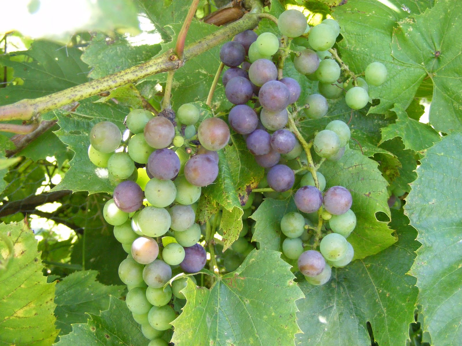 [DSCF7802.JPG]