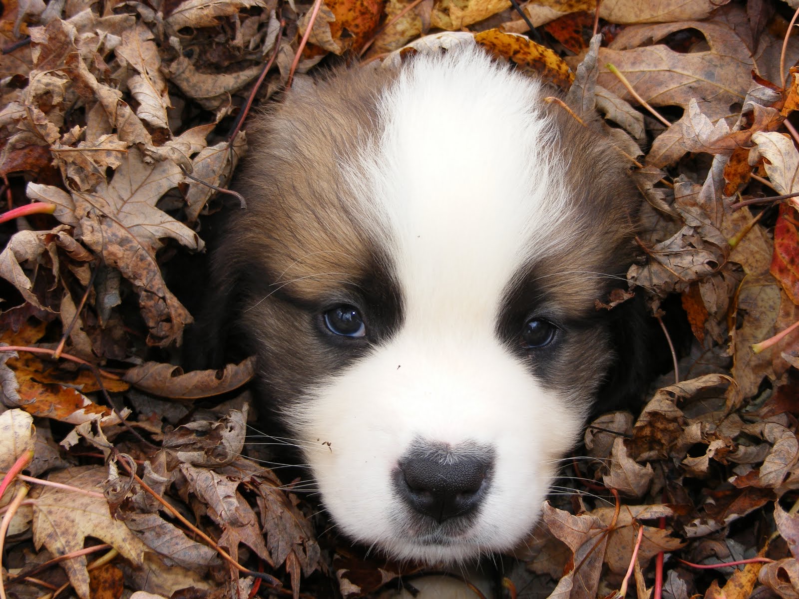 [2009_1016fast0004.JPG]