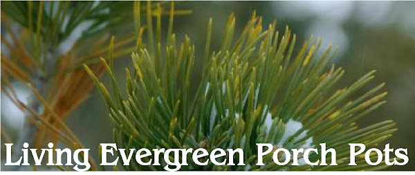 Living Evergreen Porch Pots