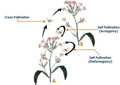 Cross-pollination, also called allogamy occurs when pollen is delivered to a Cross-pollination, also called allogamy occurs when pollen is delivered to a