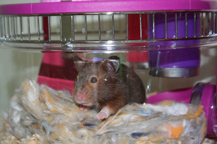 [hamster6.jpg]