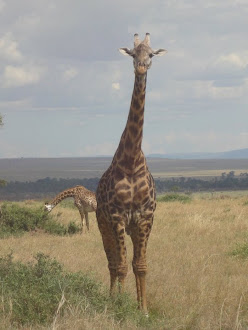 Masai-Mara