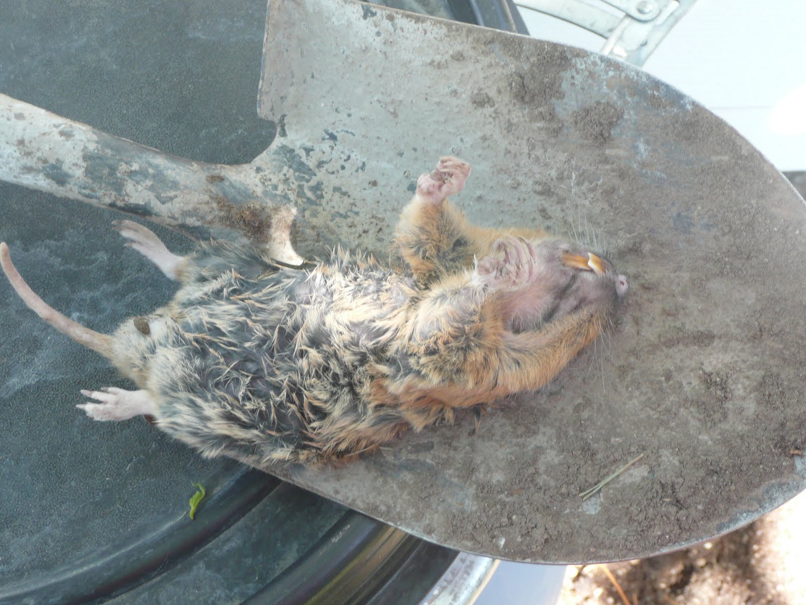 gopher