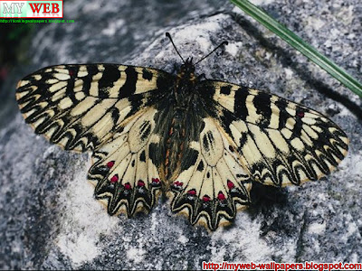 butterfly wall papers