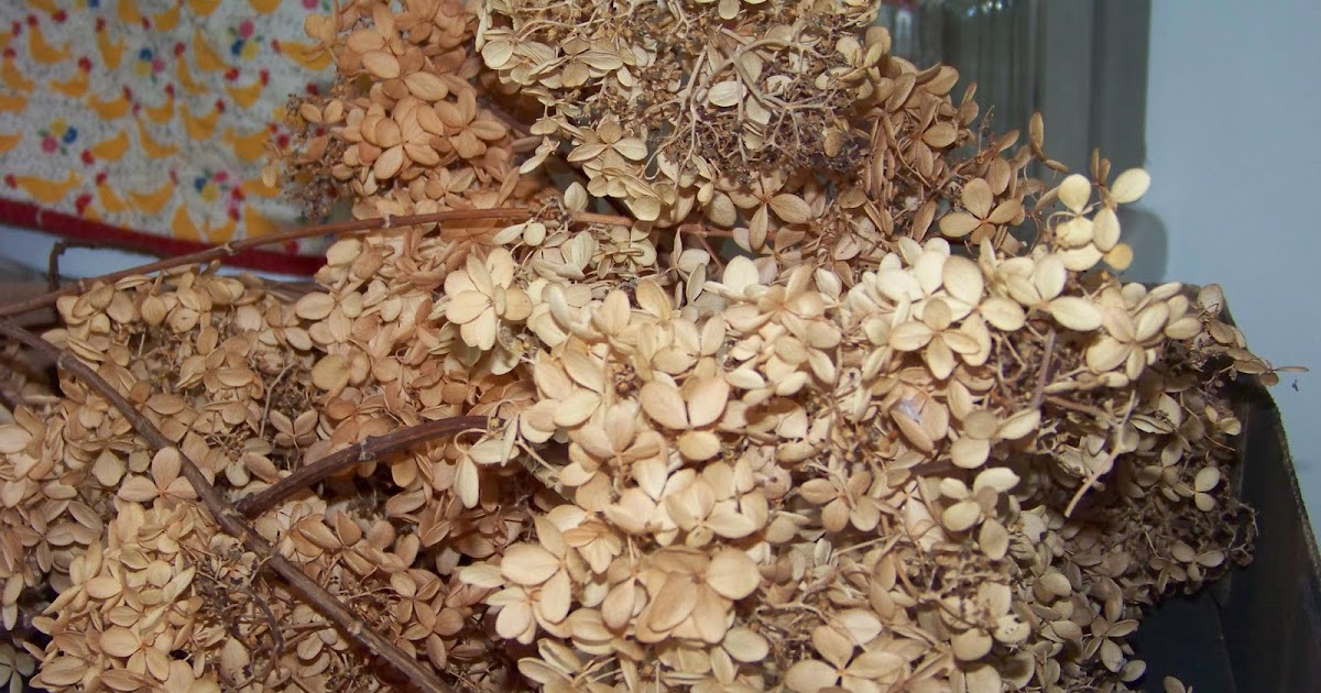 The Olde Stone House Dyeing Hydrangeas