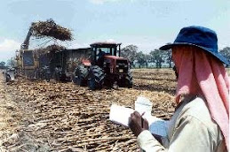 Corte de Caña de Azúcar