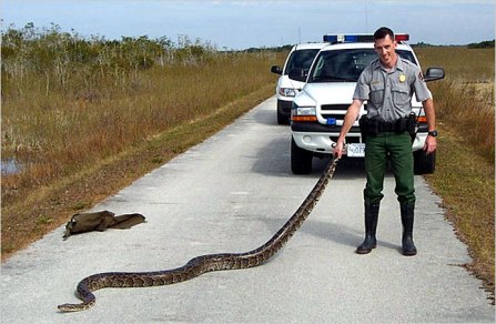 [python_1.jpg]