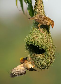 Weaving Bird Nest