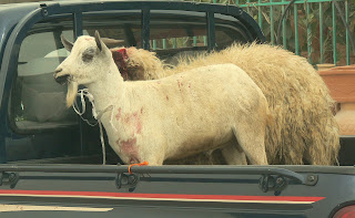 In the back of a pick-up truck