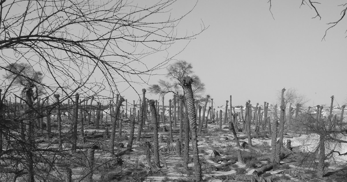 Trees Qatar Visitor Travel Guide to Doha & Qatar