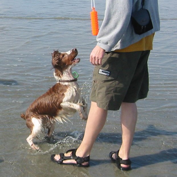 [dog_beach_crop2.jpg]