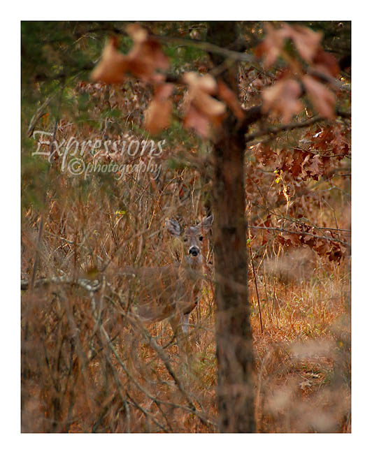 My kinda hunting.. I got this shot... well, with a camera