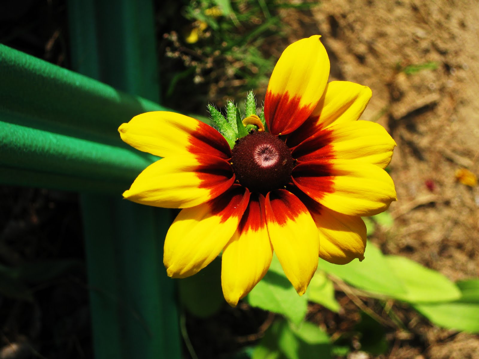 A South Korea Kinda Life Korea In Bloom