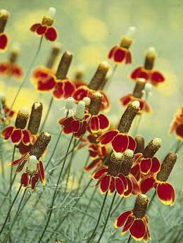 [thimbleflower.jpg]