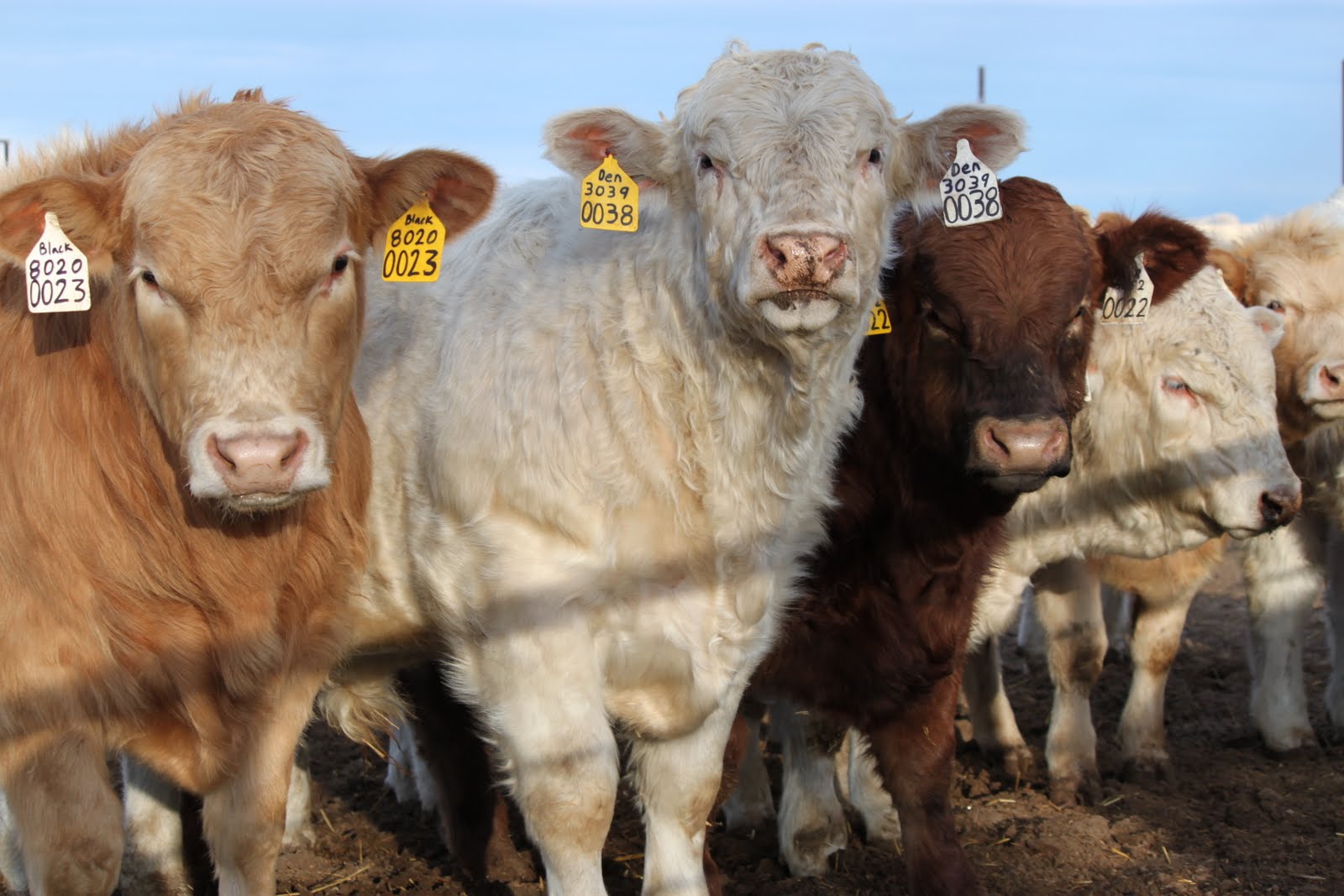 RC Bulls Success is Reason Enough