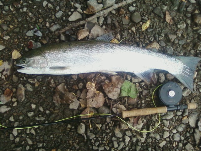 [Image: early+fall+steelhead+on+the+root+river.jpg]