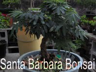 Santa Bárbara Bonsai