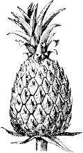 The Pineapple: A symbol of hospitality