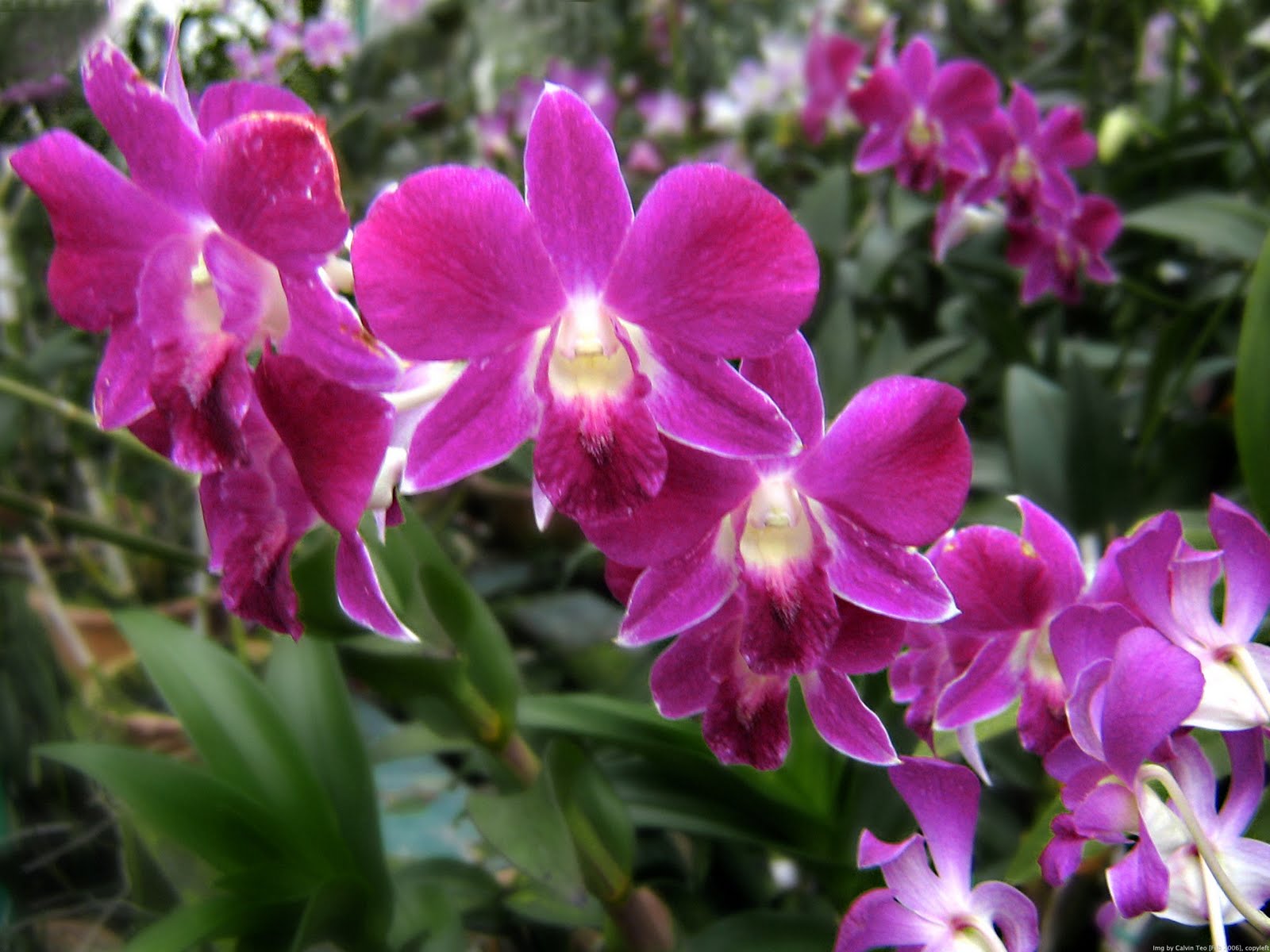 Orchid Plant Types