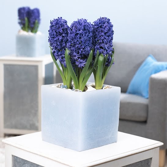 The Flowers Market Potted Hyacinth Designs