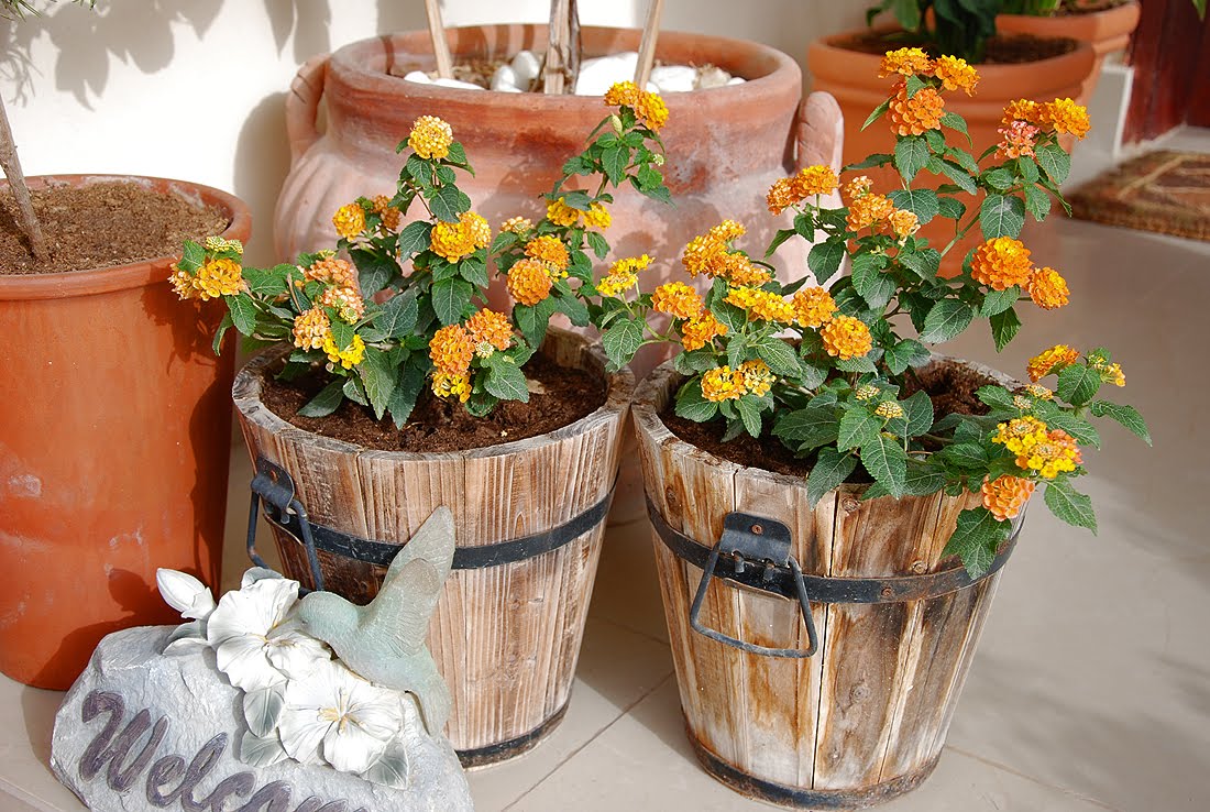 The Flowers Market Potted Lantana