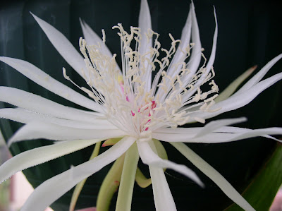 Lady Of The Night 5+Night+Blooming+Cereus