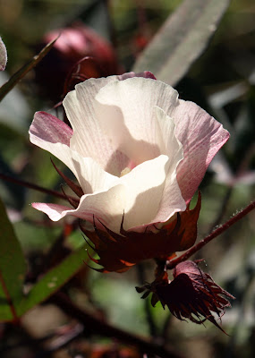 cotton bloom
