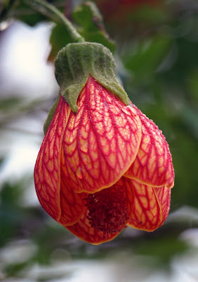 Cackleberry Cottage: March 2009