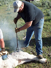 Branding Calves