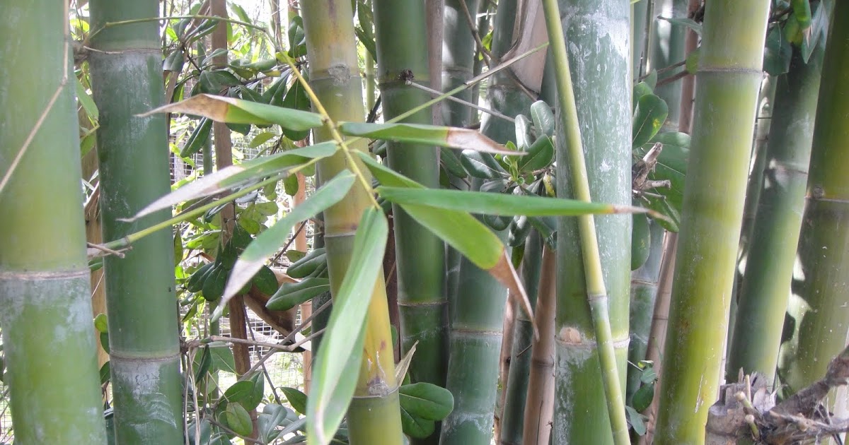 Significant Uses of Bamboo Plant Self Sagacity