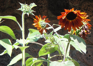 orange yellow sunflower