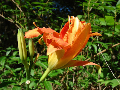day lily