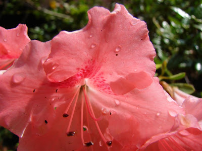 azalea